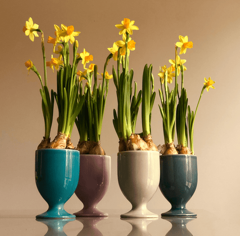 Verres Ensemble 4-tlg. 597 | Decor 999